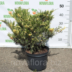 Ялівець козацький 'Варієгата / Variegata' 5 л 40–50 см Ялівець козацький 'Варієгата / Variegata' 5 л 40–50 см