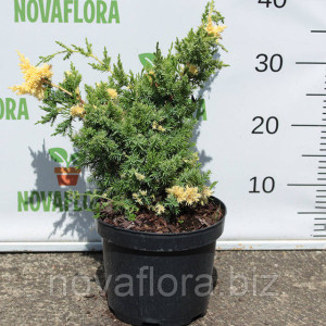 Ялівець китайський 'Кайзука Варієгата / Kaizuka Variegata' 3 л 20–30 см Ялівець китайський 'Кайзука Варієгата / Kaizuka Variegata' 3 л 20–30 см