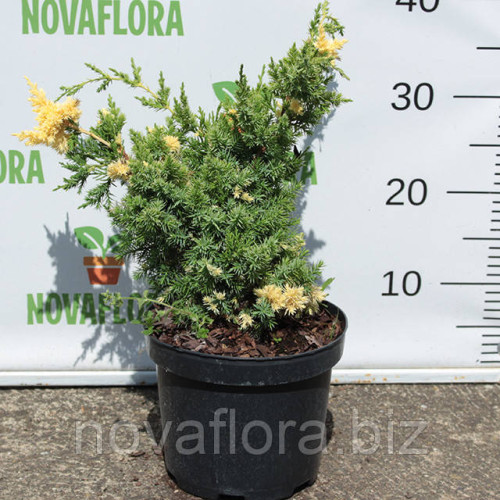 Ялівець китайський 'Кайзука Варієгата / Kaizuka Variegata' 3 л 20–30 см Ялівець китайський 'Кайзука Варієгата / Kaizuka Variegata' 3 л 20–30 см