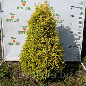 Ялівець звичайний 'Голд Кон / Gold Cone' ком 60–70 см Ялівець звичайний 'Голд Кон / Gold Cone' ком 60–70 см